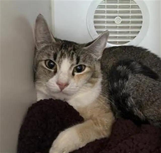 Unknown - Domestic Short Hair