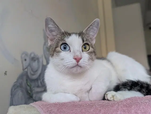 Unknown - Domestic Short Hair