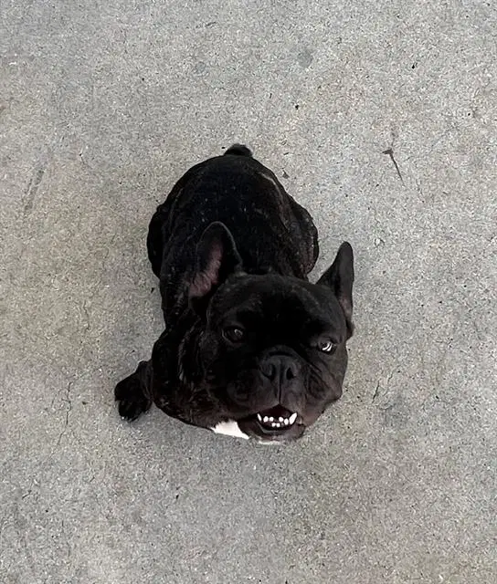 Nina - French Bulldog