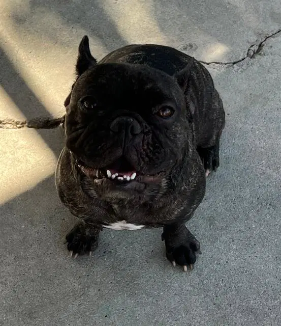Chico - French Bulldog