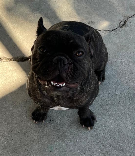 Chico