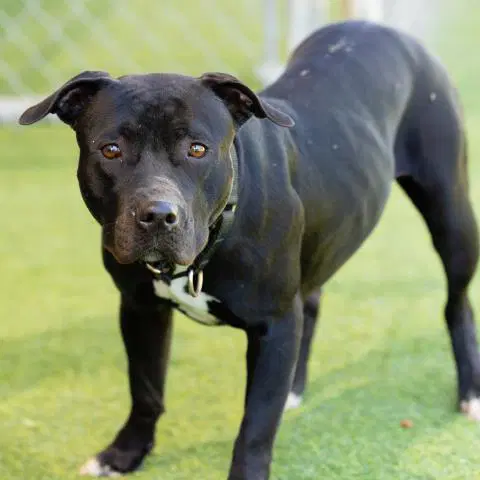 Paisley - Pit Bull Terrier