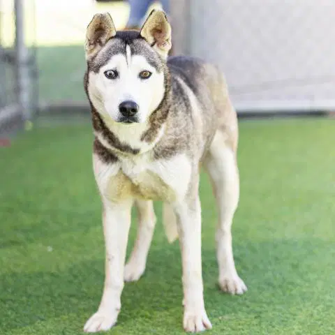 Raven - Siberian Husky