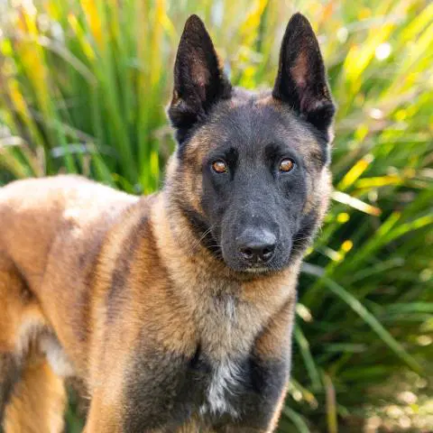 Kairo - Belgian Shepherd Malinois