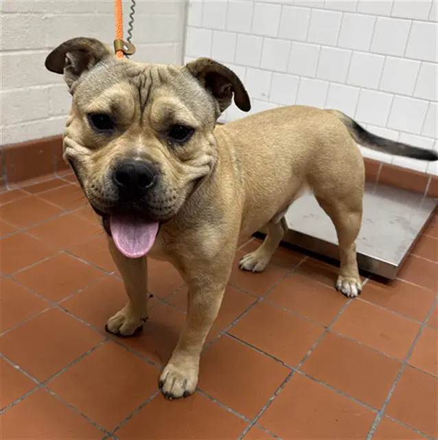 Eugene - Staffordshire Bull Terrier