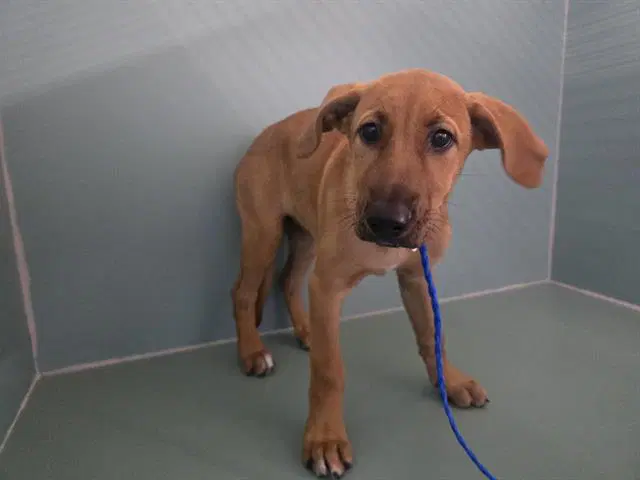 Lucille - Redbone Coonhound