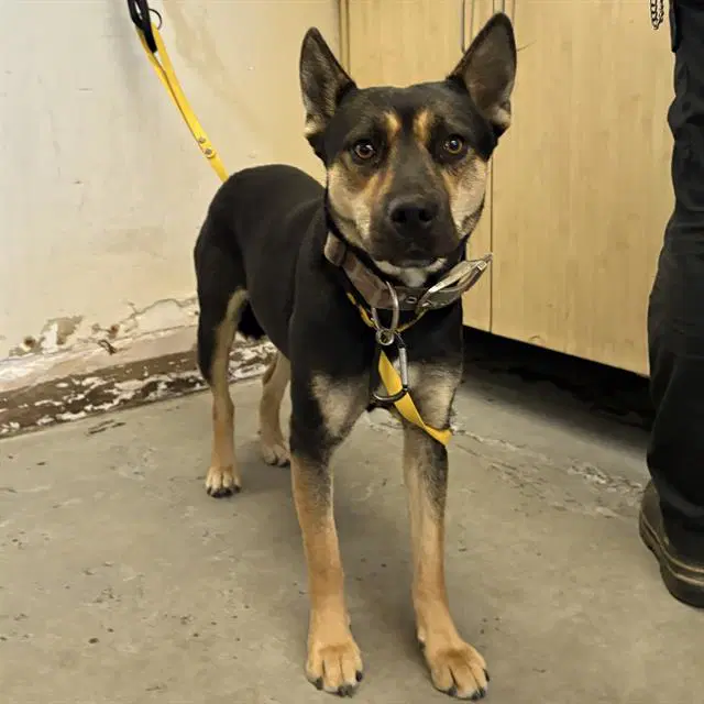 Riley - German Shepherd Dog