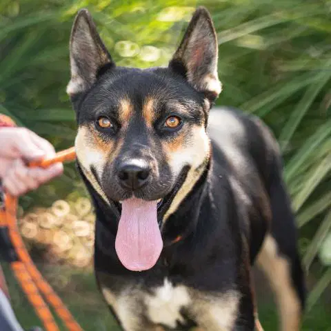 Riley - Australian Cattle Dog/Blue Heeler