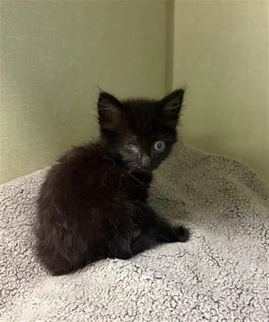 Shark Bait - Domestic Medium Hair