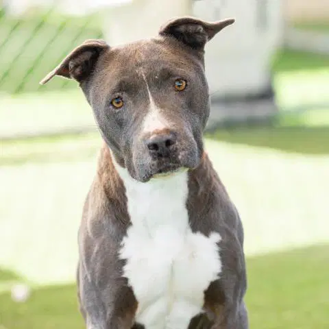 Odessa - American Pit Bull Terrier