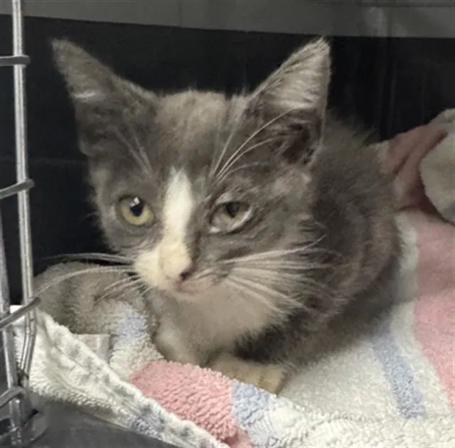 Unknown - Domestic Short Hair