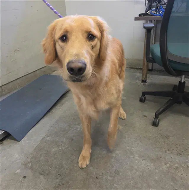 Finn - Golden Retriever
