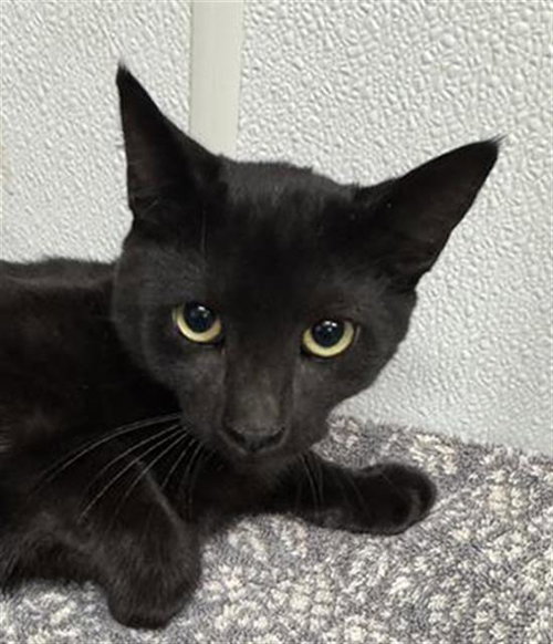 picture of the cat needing adoption