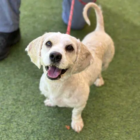 Buck - Poodle (Miniature)