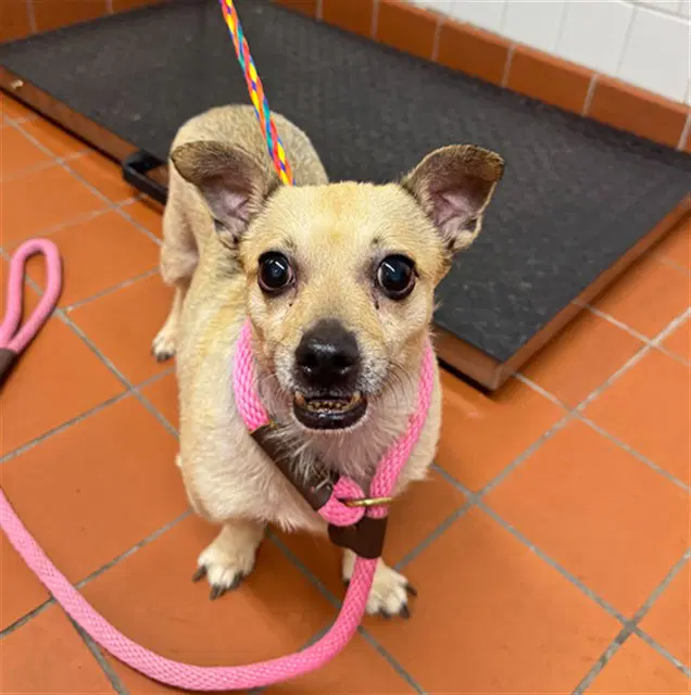 Dino - Chihuahua