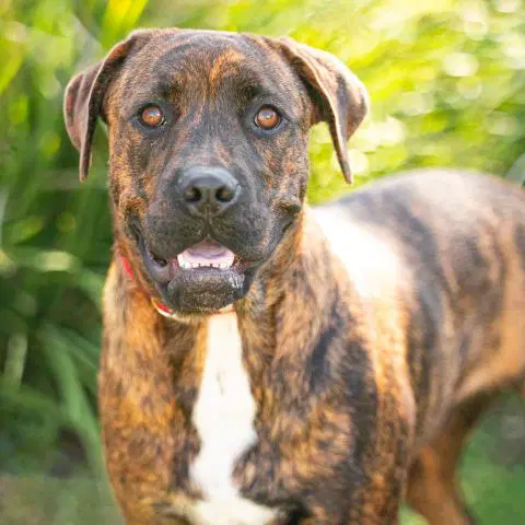 Arlo - American Pit Bull Terrier