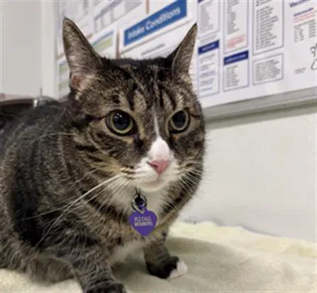 Angel - Domestic Medium Hair