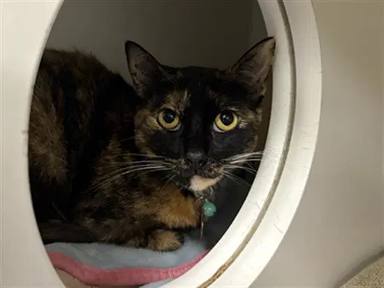 Dixie - Domestic Short Hair