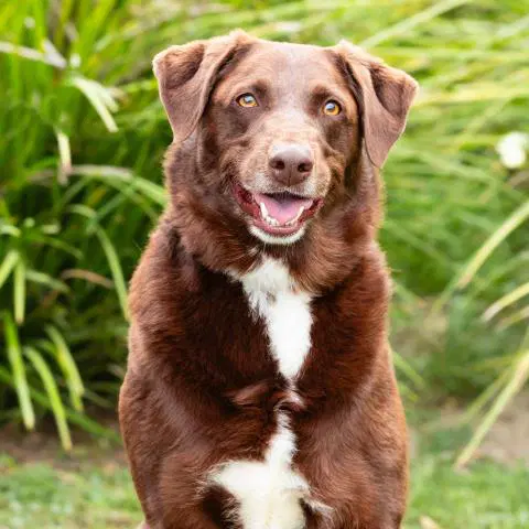 Bo - Labrador Retriever