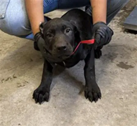 Unknown - Cane Corso Mastiff