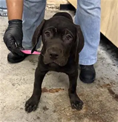 Unknown - Cane Corso Mastiff