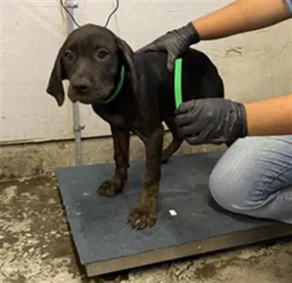 Unknown - Cane Corso Mastiff