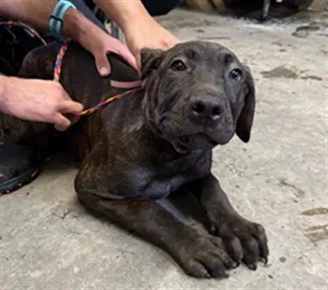 Unknown - Cane Corso Mastiff