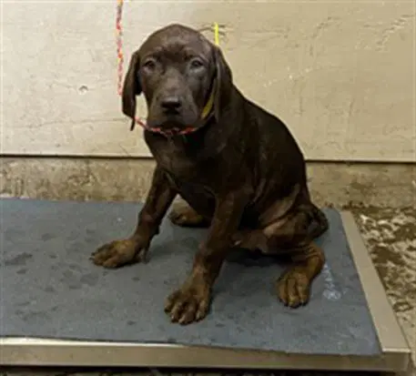 Unknown - Cane Corso Mastiff