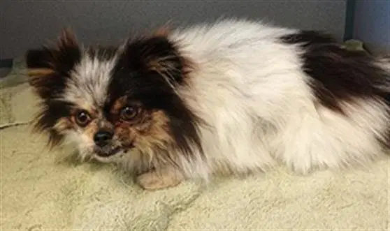 Tammy - Pomeranian