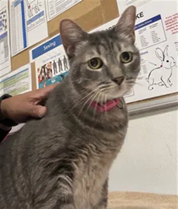 Unknown - Domestic Short Hair