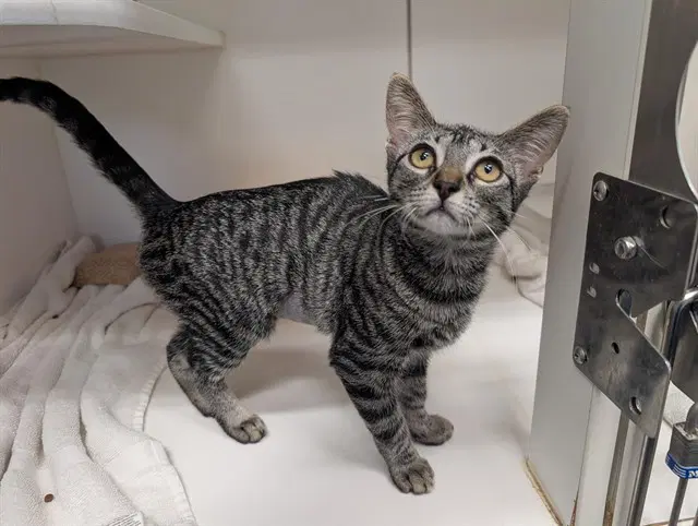 Walnut - Domestic Short Hair