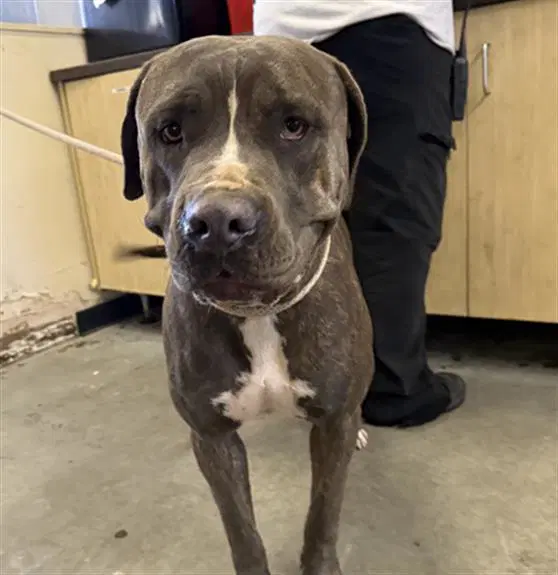 Opal - American Pit Bull Terrier
