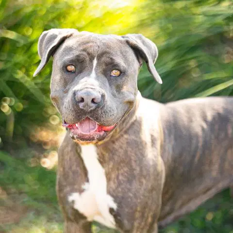 Opal - American Pit Bull Terrier