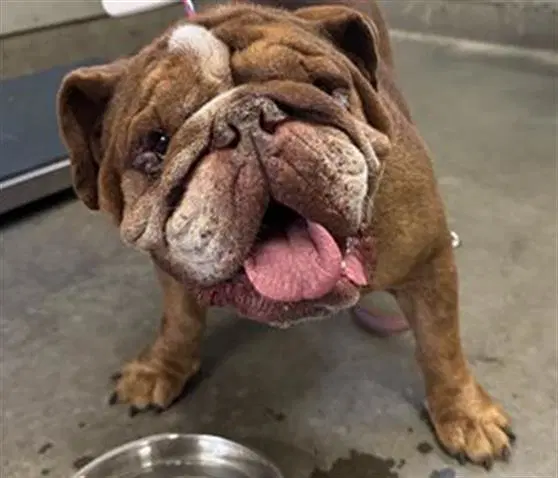 Quizno - English Bulldog