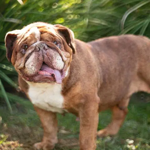 Quizno - English Bulldog