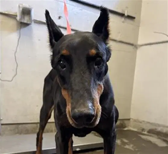Unknown - Doberman Pinscher