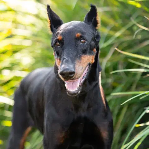 Unknown - Doberman Pinscher