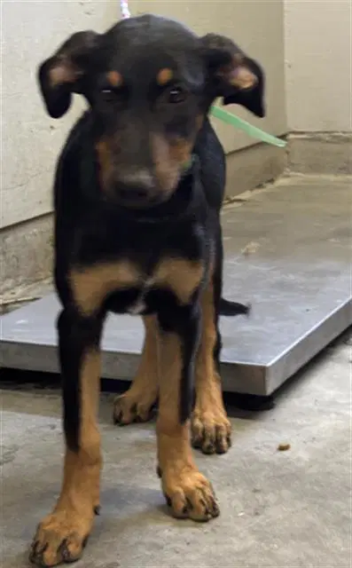 Butter - Doberman Pinscher