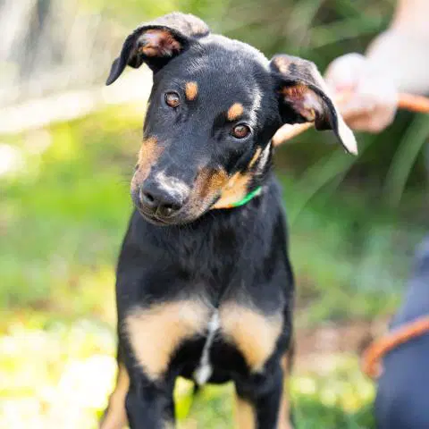 Butter - Doberman Pinscher