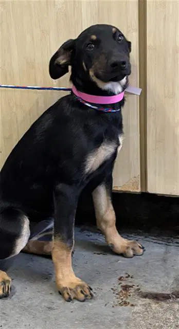 Bread - Doberman Pinscher