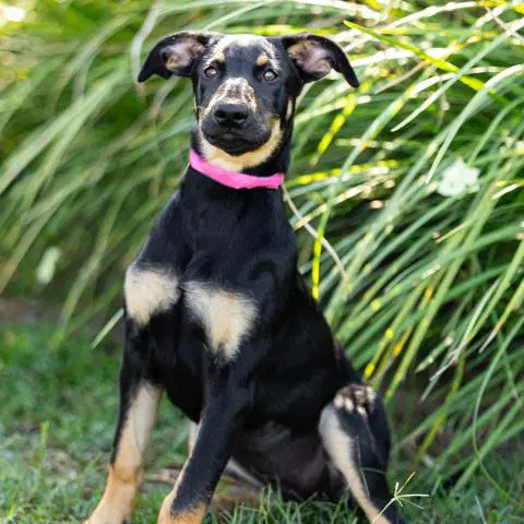 Bread - Doberman Pinscher