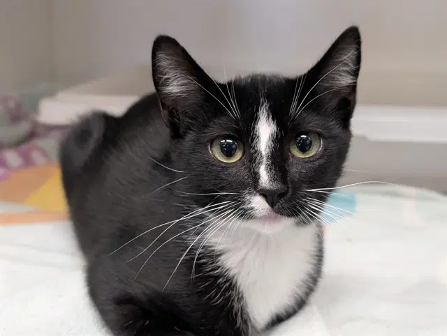 Smudge - Domestic Short Hair