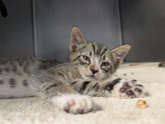 Unknown - Domestic Short Hair