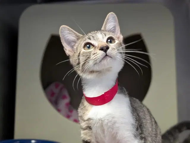 Unknown - Domestic Short Hair