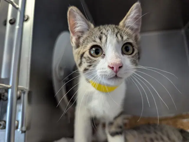 Unknown - Domestic Short Hair