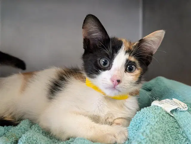 Unknown - Domestic Short Hair