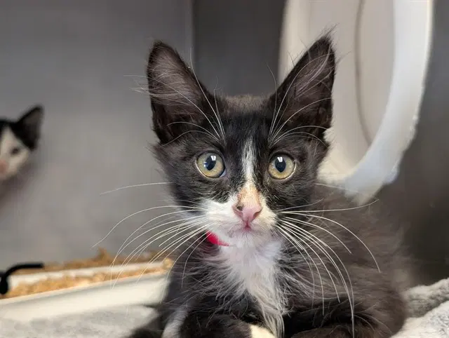 Unknown - Domestic Short Hair