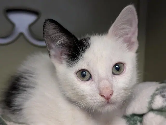 Unknown - Domestic Short Hair