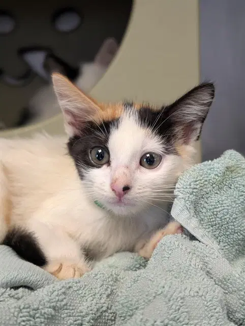 Unknown - Domestic Short Hair
