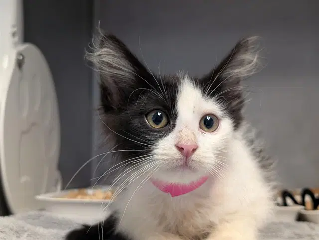 Unknown - Domestic Short Hair